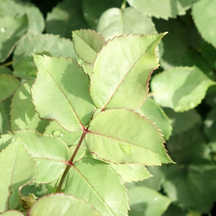 Rosa antica Mme Issac Pereire (Foliage)
