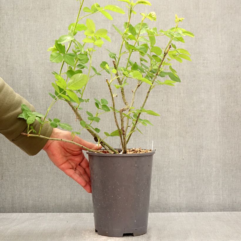 Rosa centifoglia Salet Vaso da 4L/5L esemplare consegnato in primavera