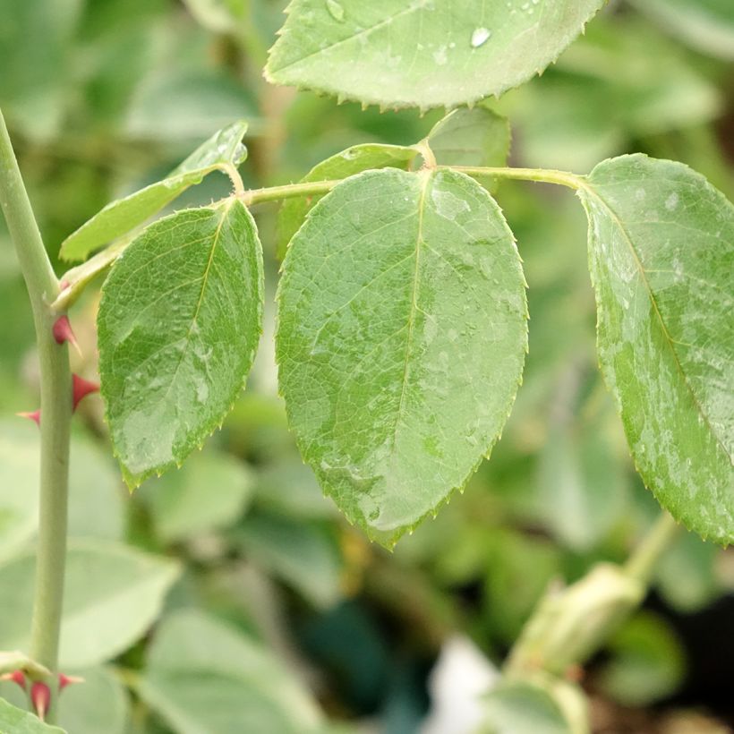 Rosa Mrs Oakley Fisher - Rose ibrida di tea (Fogliame)
