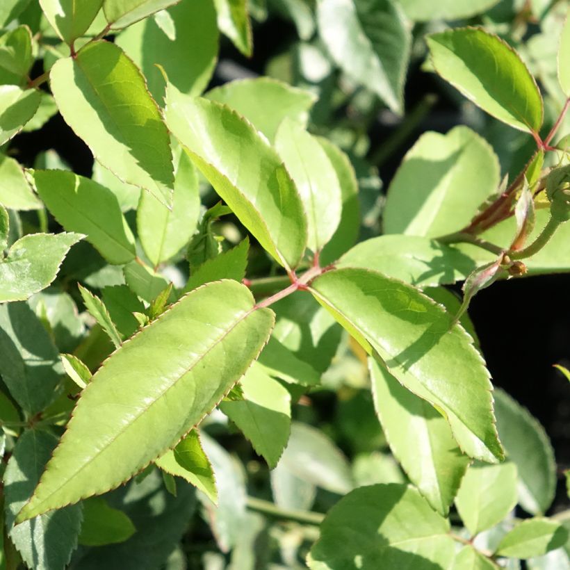 Rosa chinensis Old Blush - Rosa cinese (Fogliame)