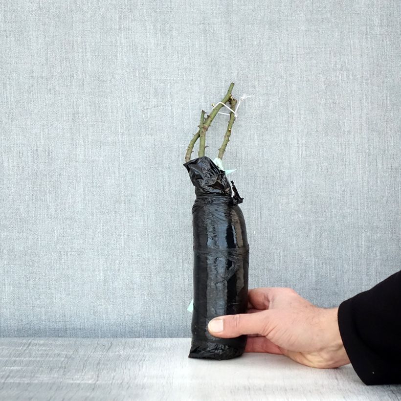 Example of Rosa moscata Pénélope Zolla a radice nuda as you get in hiver