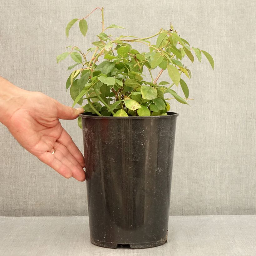 Esemplare di Rosa antica Perle d'or Vaso da 4L/5L consegnato in estate