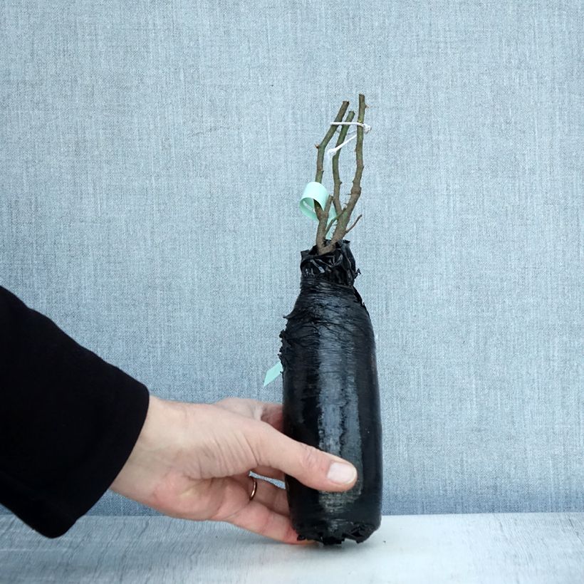 Example of Rosa antica Raubritter Zolla a radice nuda as you get in hiver