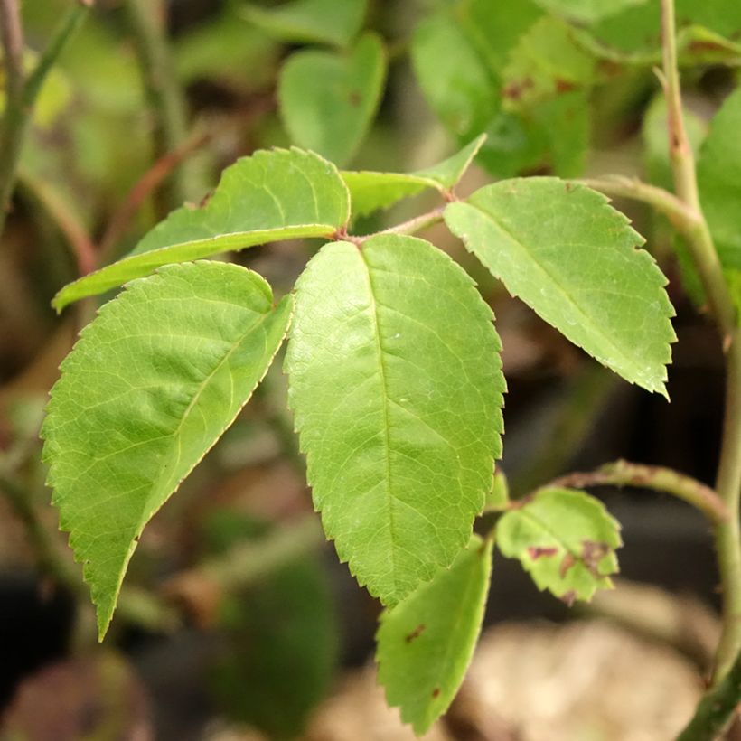 Rosa antica Raubritter (Foliage)