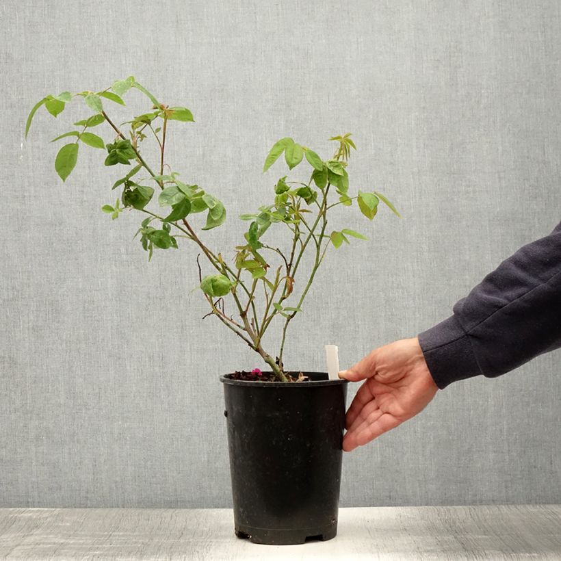 Esemplare di Rosa antica Reine des Violettes Vaso da 4L/5L consegnato in estate