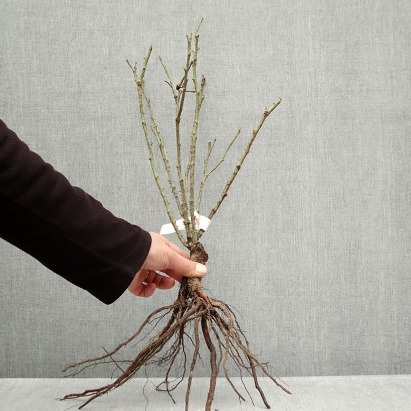 Rosa antica Rose de Rescht Piante piccole a radice nuda esemplare consegnato in inverno