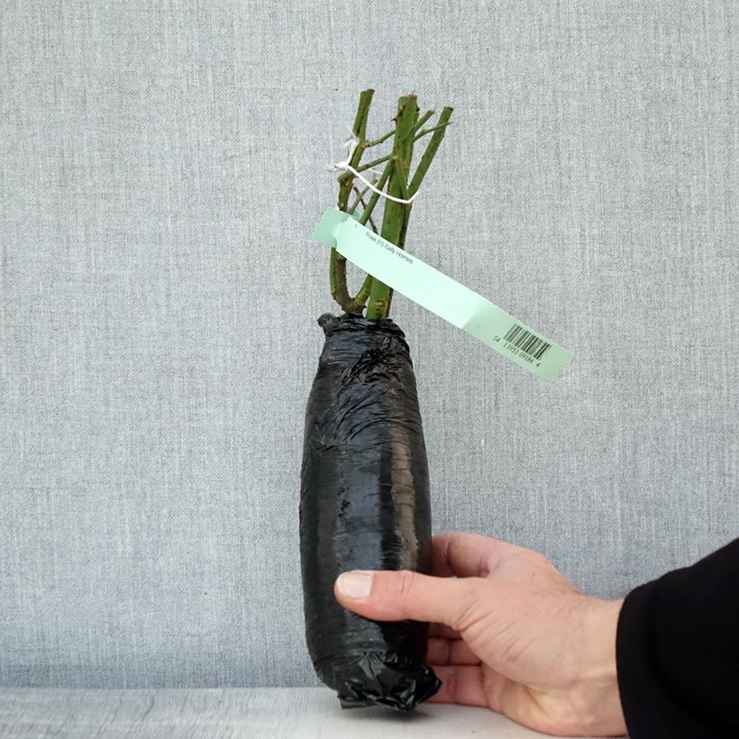 Example of Rosa Sally Holmes Zolla a radice nuda as you get in hiver