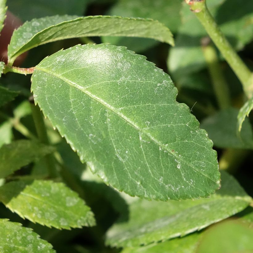 Rosa Sally Holmes (Foliage)