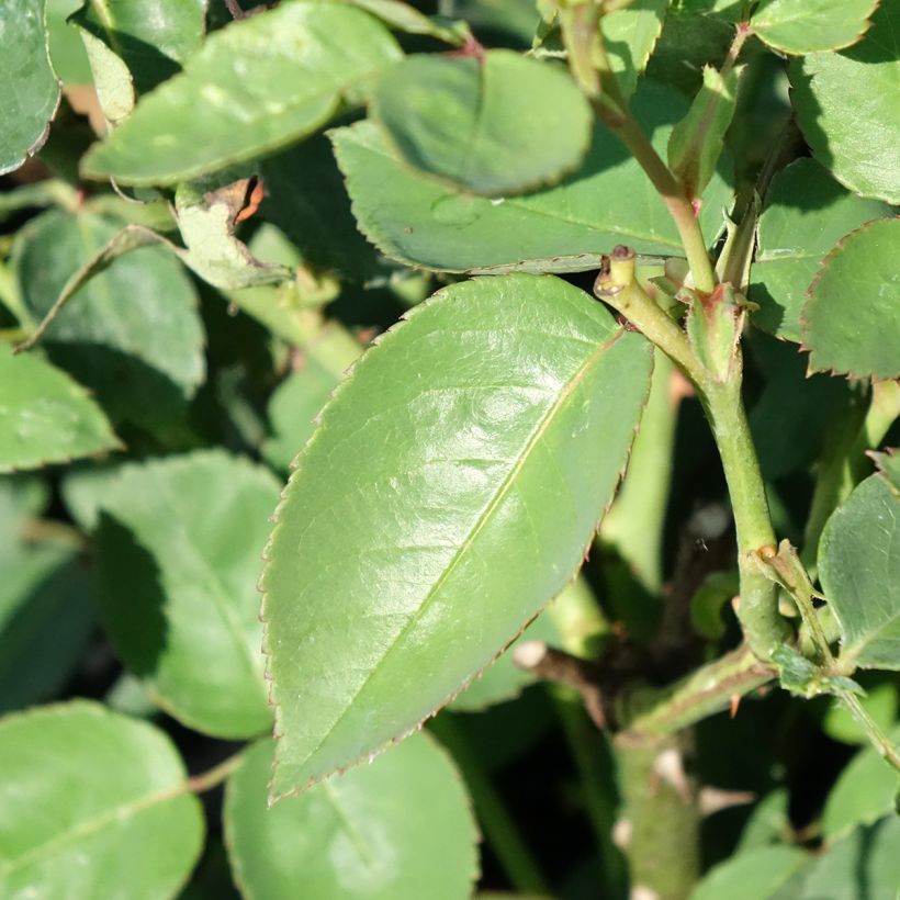 Rosa antica Souvenir de la Malmaison (Fogliame)