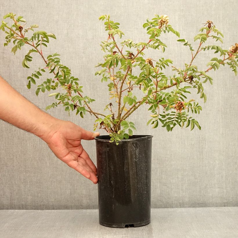 Esemplare di Rosa pimpinellifolia Stanwell Perpetual - Rosa botanico Vaso da 4L/5L consegnato in estate