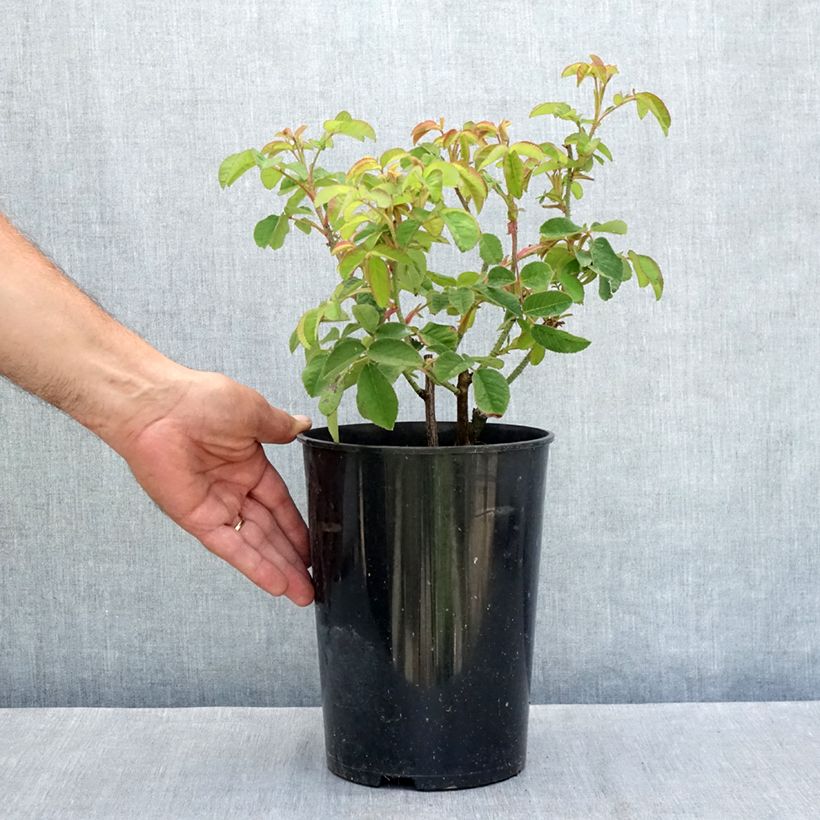 Esemplare di Rosa gallica Tuscany Superb - Rosa serpeggiante Vaso da 4L/5L consegnato in estate