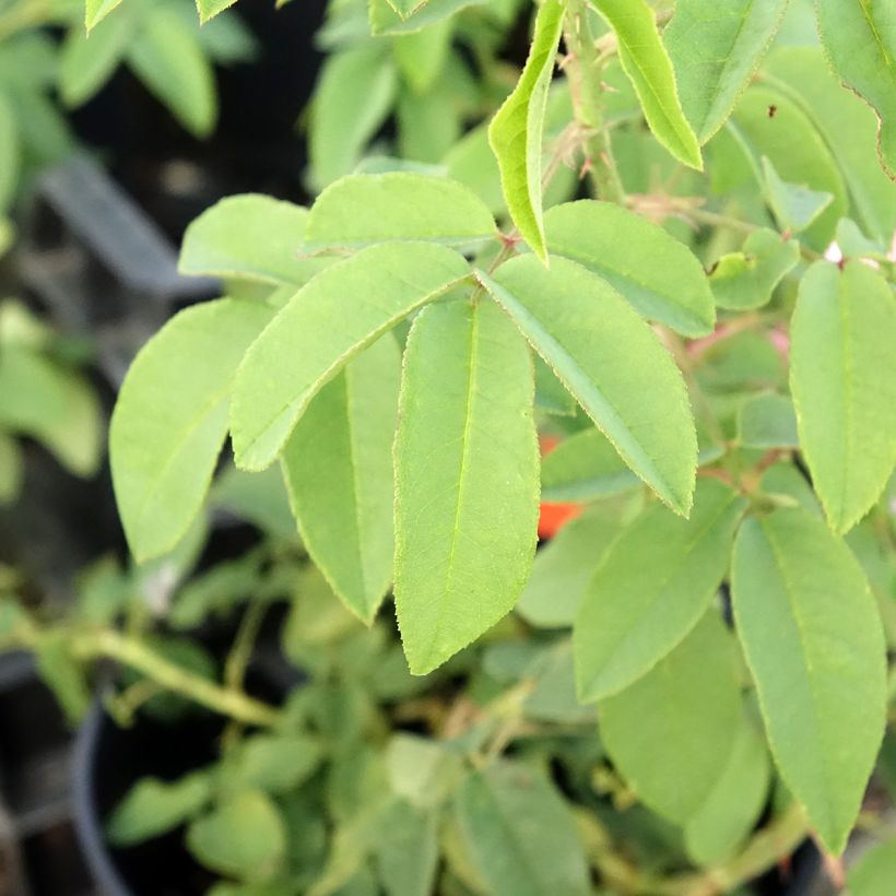 Rosa antica Variegata di Bologna (Fogliame)