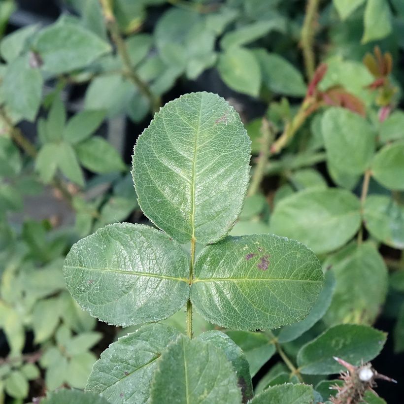 Rosa centifolia muscosa William Lobb (Fogliame)