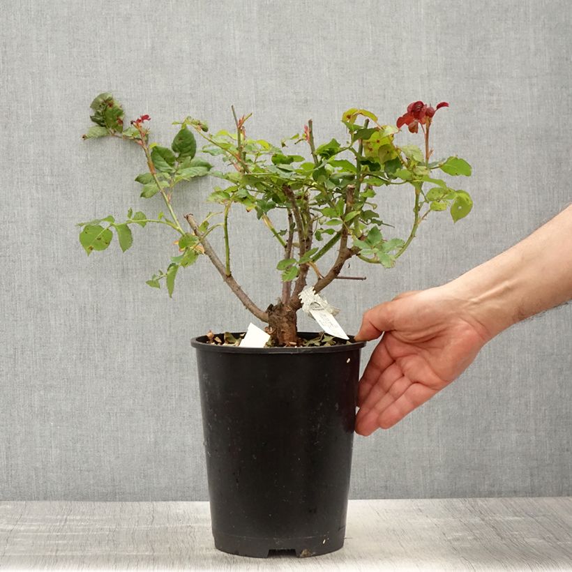 Rosa Gabriel Oak Vaso da 4L/5L esemplare consegnato in primavera