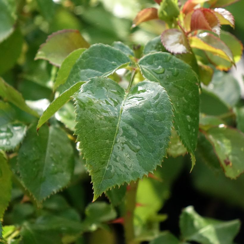 Rosa English Legend Hyde Park (Fogliame)