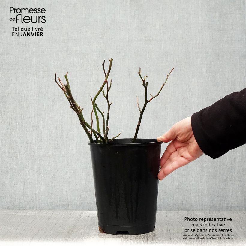Rosier anglais English Legend Hyde Park Pot de 4L/5L esemplare consegnato in inverno