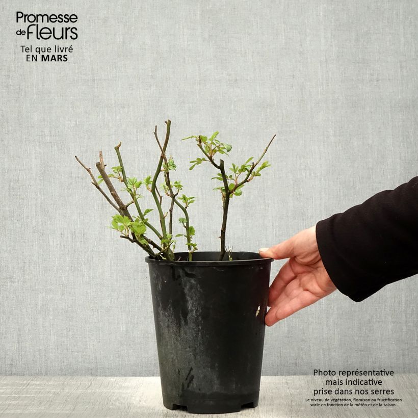 Rosa English Legend Hyde Park Vaso da 4L/5L esemplare consegnato in primavera