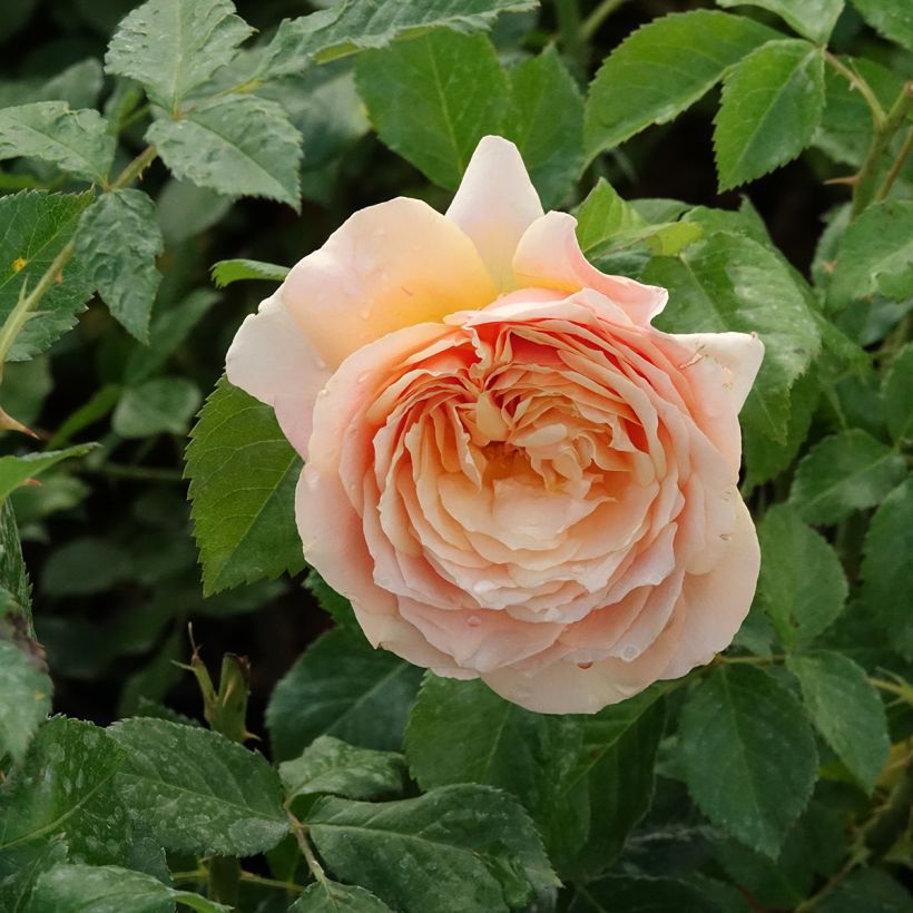 Rosa English Legend Sherlock Holmes (Fioritura)