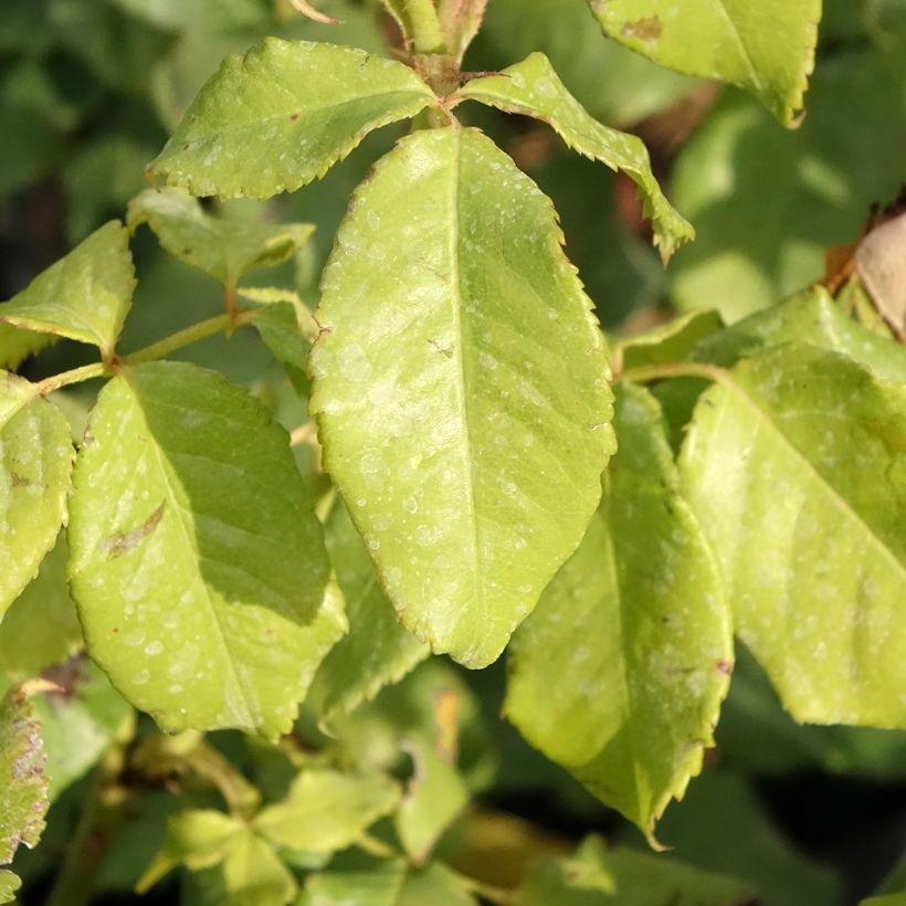 Rosa English Legend Sir Lancelot (Fogliame)