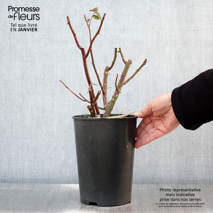 Rosier anglais Eustacia Vye (syn. Sts Francis and Claire) Pot de 4L/5L esemplare consegnato in inverno
