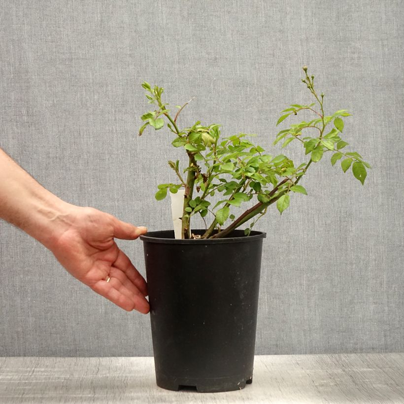 Example of Rosa polyantha Allevia Vaso da 4L/5L as you get in printemps