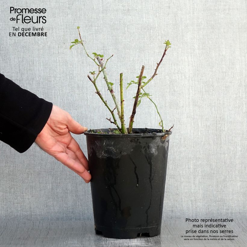 Esemplare di Rosa moscata Annelies LENplero Vaso da 4L/5L come consegnato in autunno
