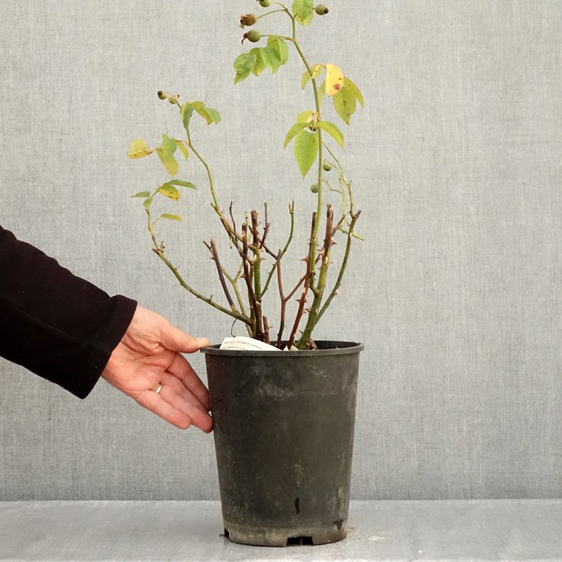 Esemplare di Rosa moscata Apricot Bells Vaso da 4L/5L come consegnato in autunno