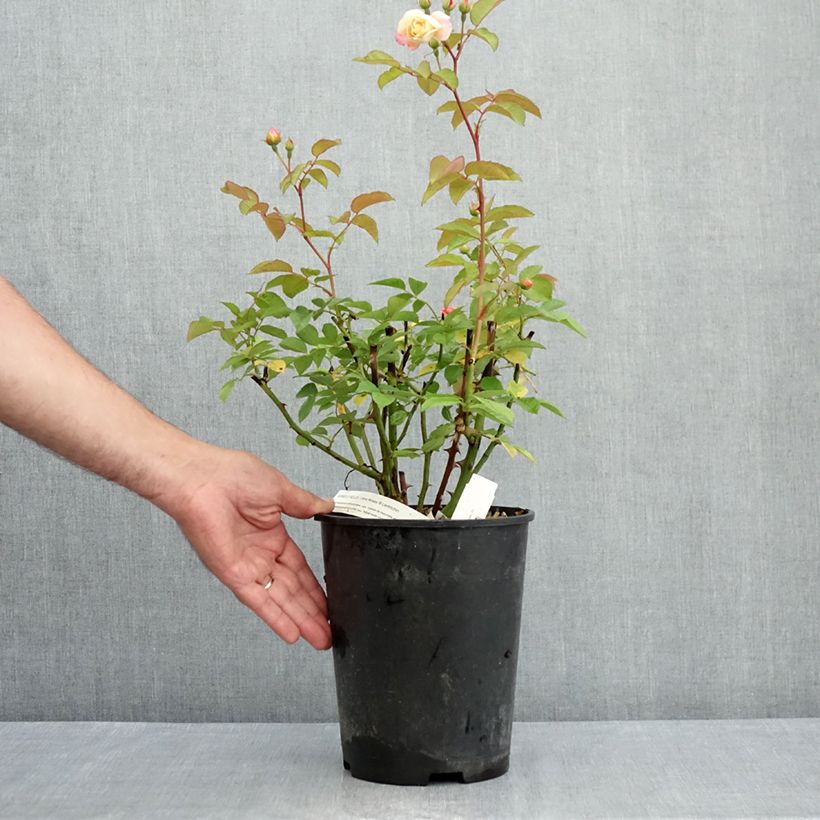 Example of Rosa moscata Apricot Bells Vaso da 4L/5L as you get in ete