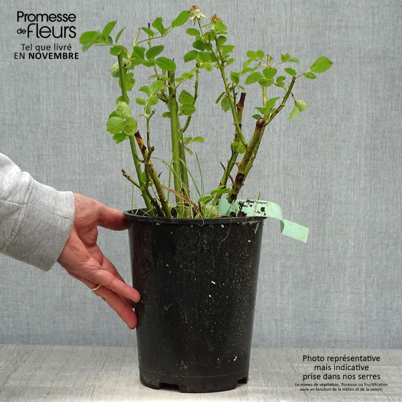 Esemplare di Rosier arbustif Astrid Lindgren Pot de 4L/5L come consegnato in autunno