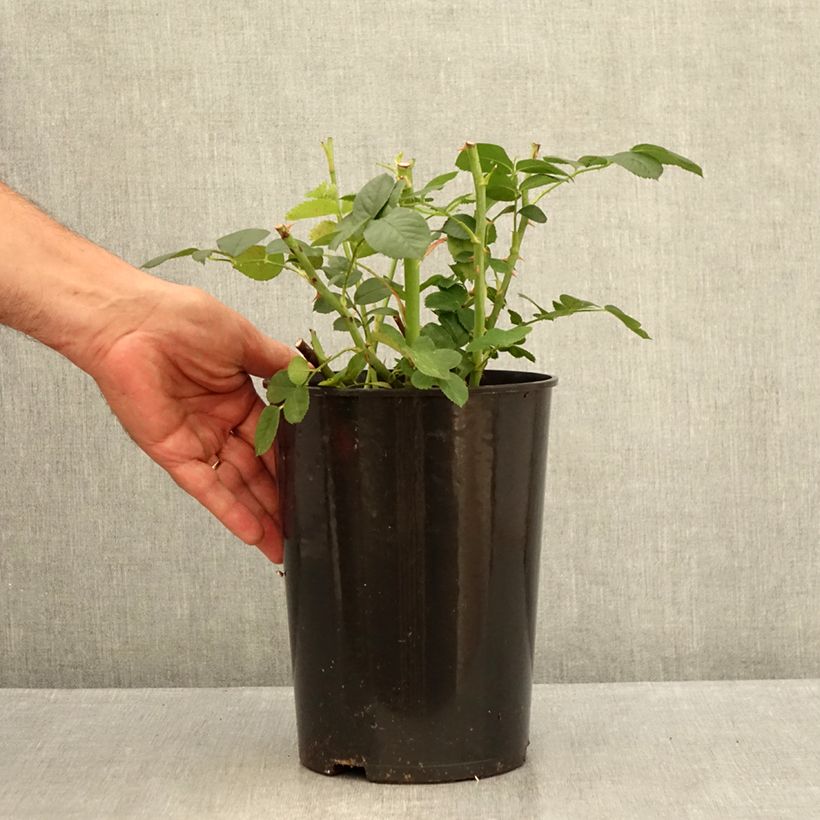 Esemplare di Rosa polyantha Astrid Lindgren Vaso da 4L/5L consegnato in estate