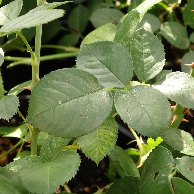 Rosa polyantha Astrid Lindgren (Foliage)