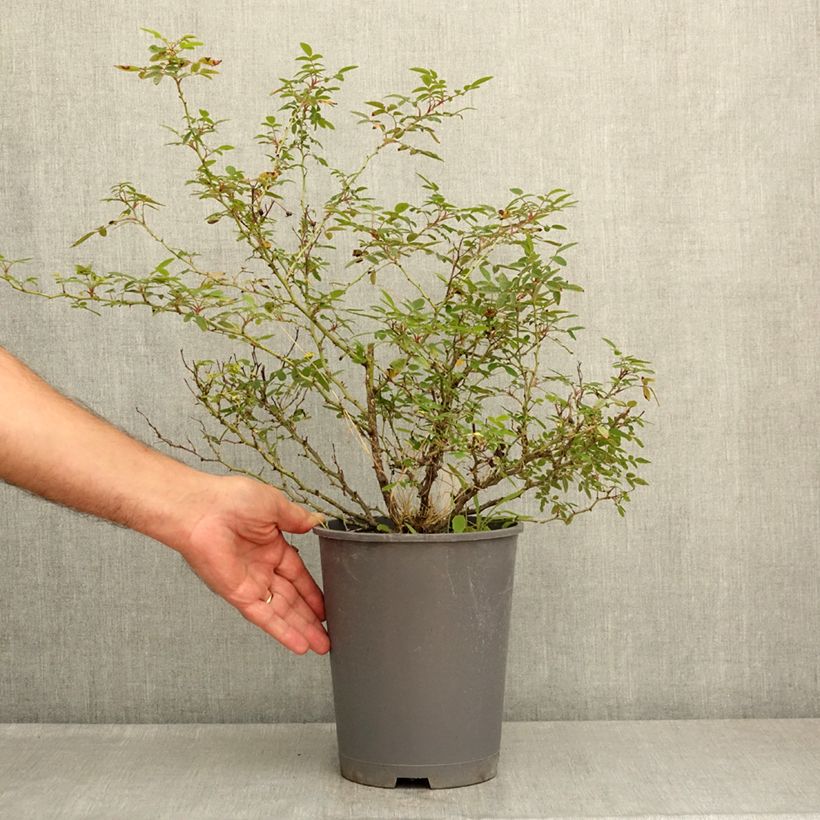 Esemplare di Rosa polyantha Belgian lace Vaso da 4L/5L consegnato in estate