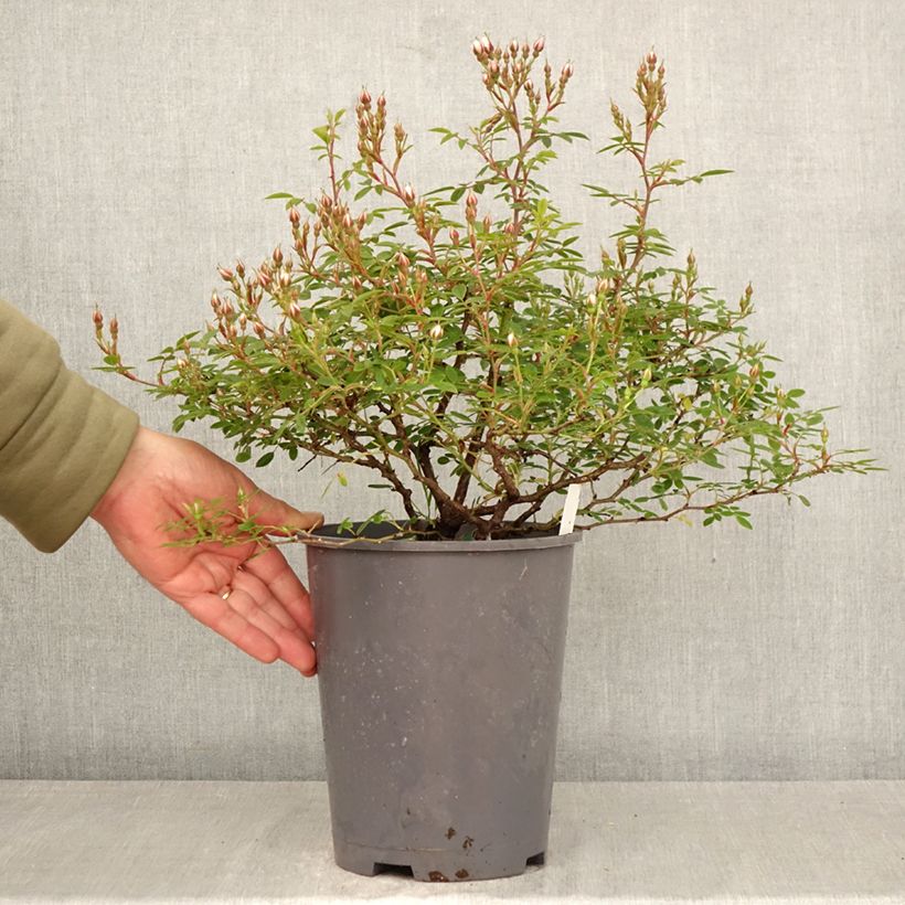 Rosa polyantha Belgian lace Vaso da 4L/5L esemplare consegnato in primavera