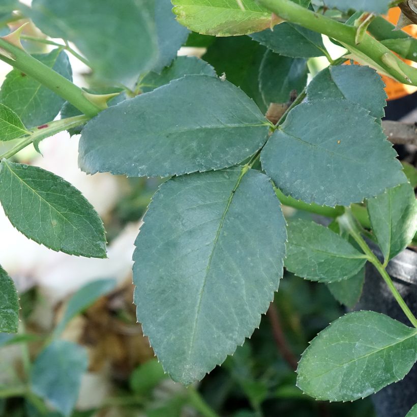 Rosa Bianca Meillandecor (Fogliame)