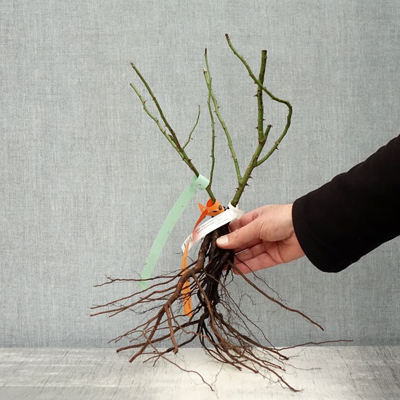 Rosa polyantha Bonica Piante piccole a radice nuda esemplare consegnato in inverno