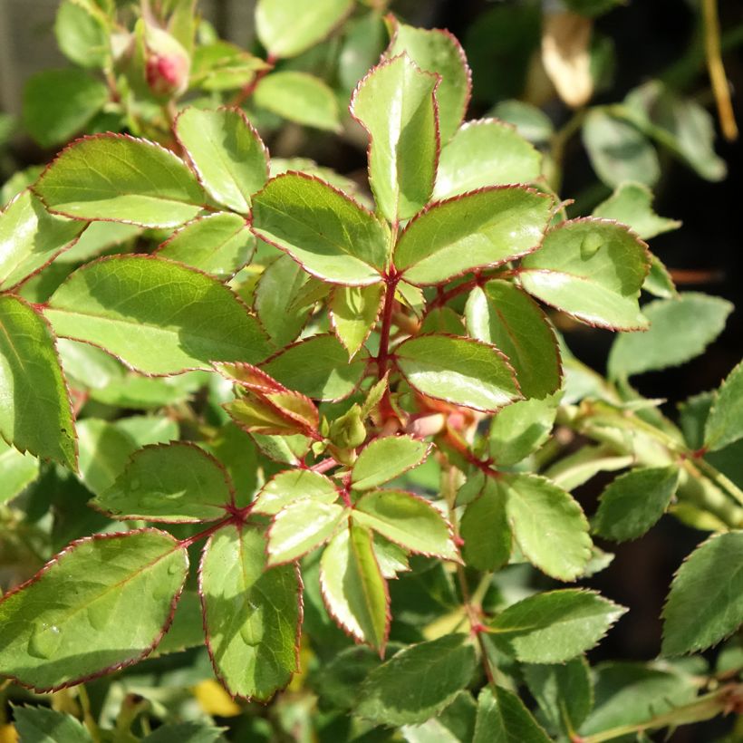 Rosa polyantha Bonica (Fogliame)