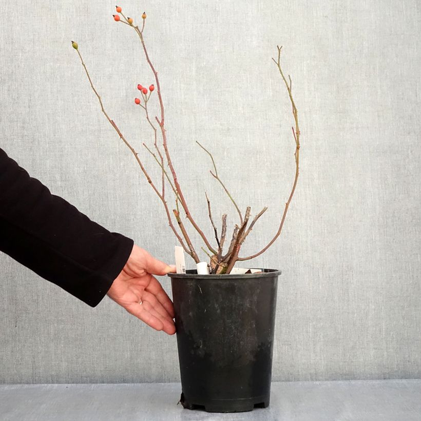Esemplare di Rosa polyantha Bukavu Lenbrirus Vaso da 4L/5L come consegnato in autunno