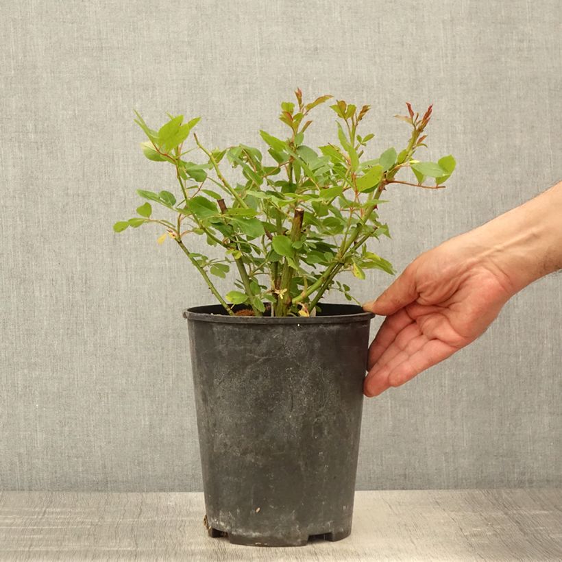 Example of Rosa polyantha Bukavu Lenbrirus Vaso da 4L/5L as you get in printemps