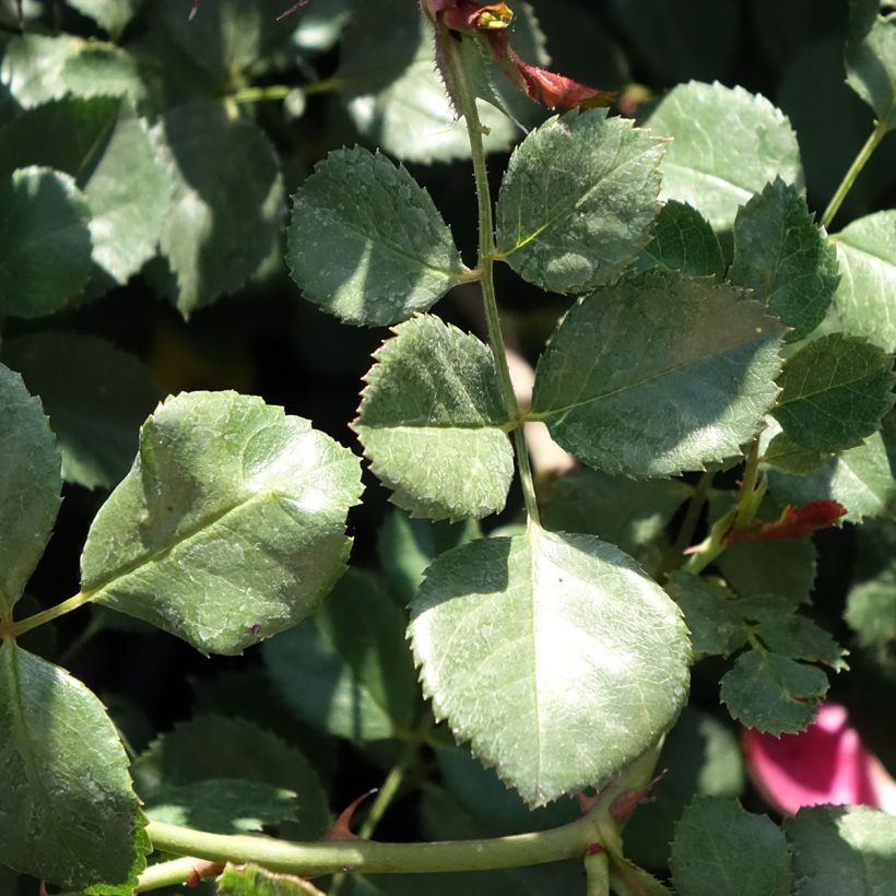 Rosa Candia Meillandecor (Foliage)