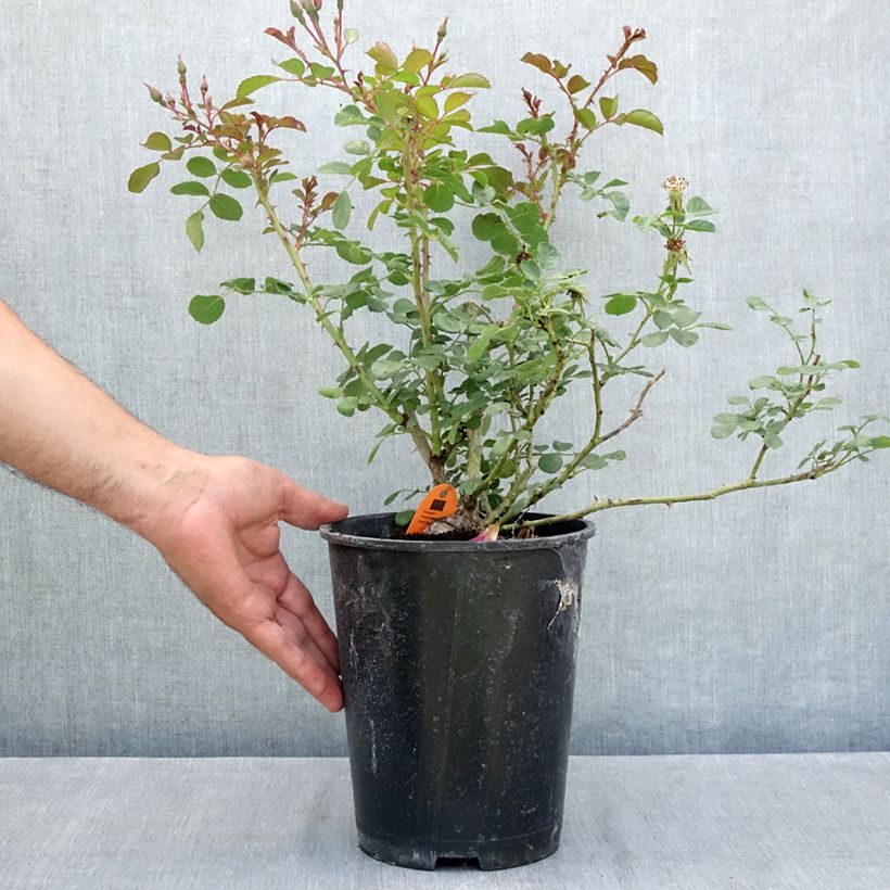 Example of Rosa Candia Meillandecor Vaso da 4L/5L as you get in ete