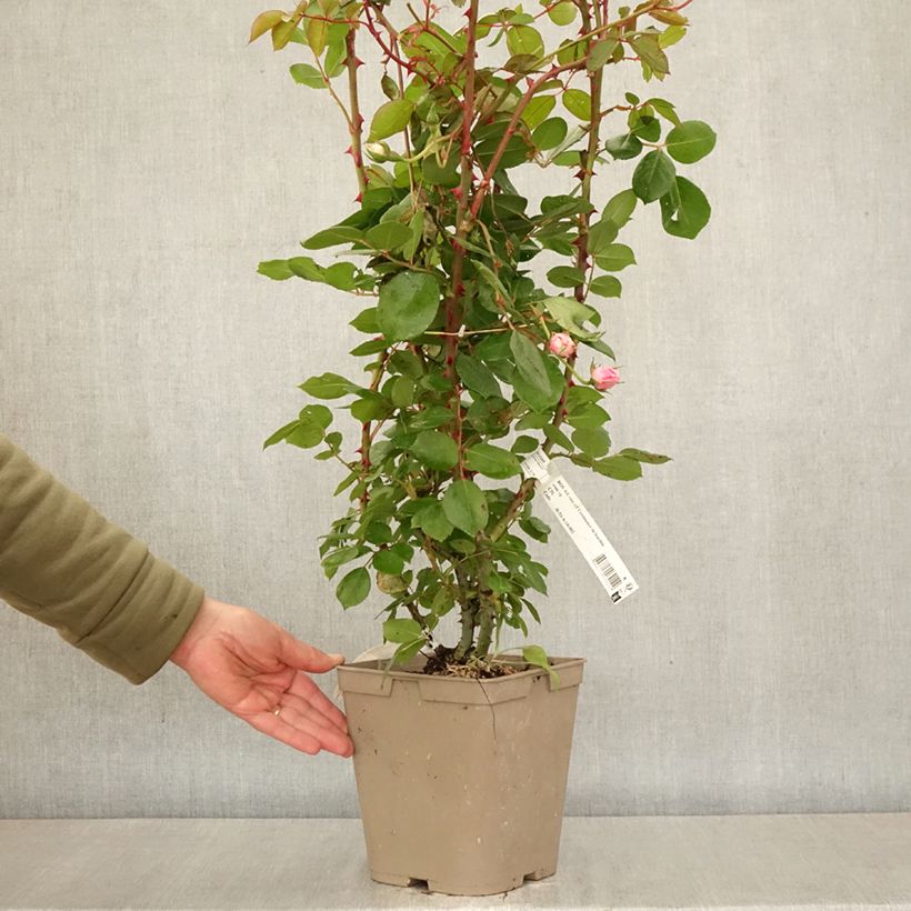 Rosa polyantha Centenaire de Lourdes Vaso da 4L/5L esemplare consegnato in primavera