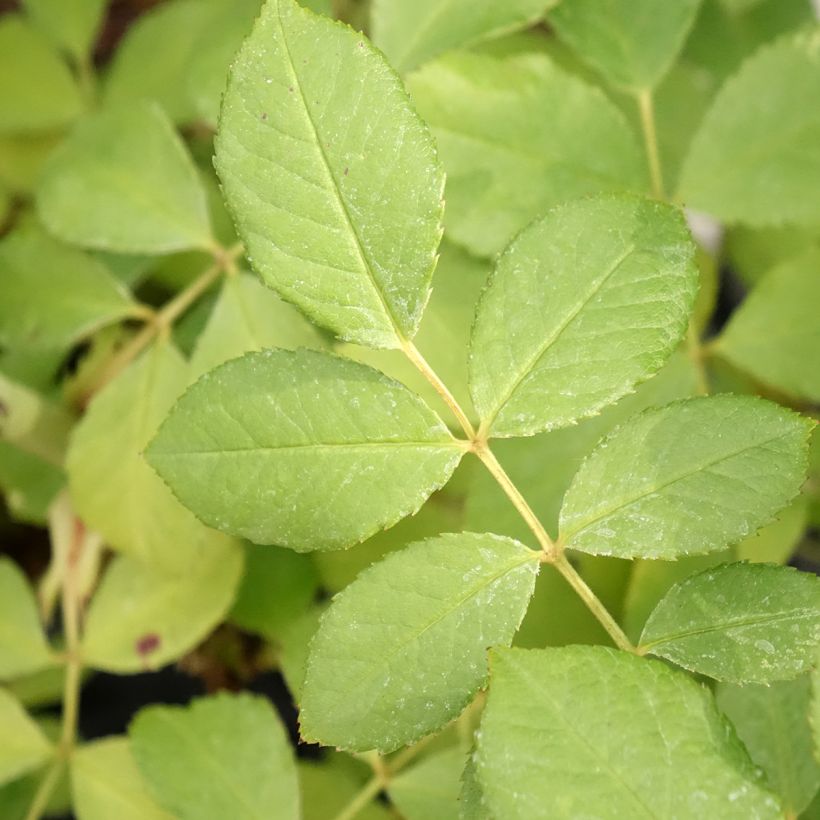 Rosa moscata Chateau de Munsbach (Foliage)