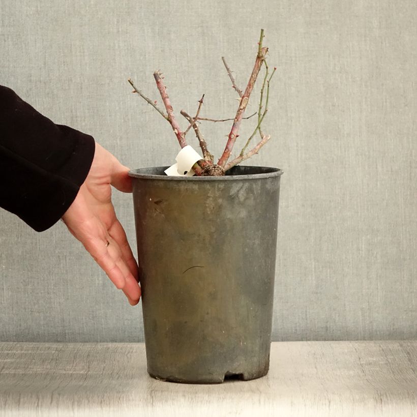 Rosier arbustif Chateau de Munsbach Pot de 4L/5L esemplare consegnato in inverno