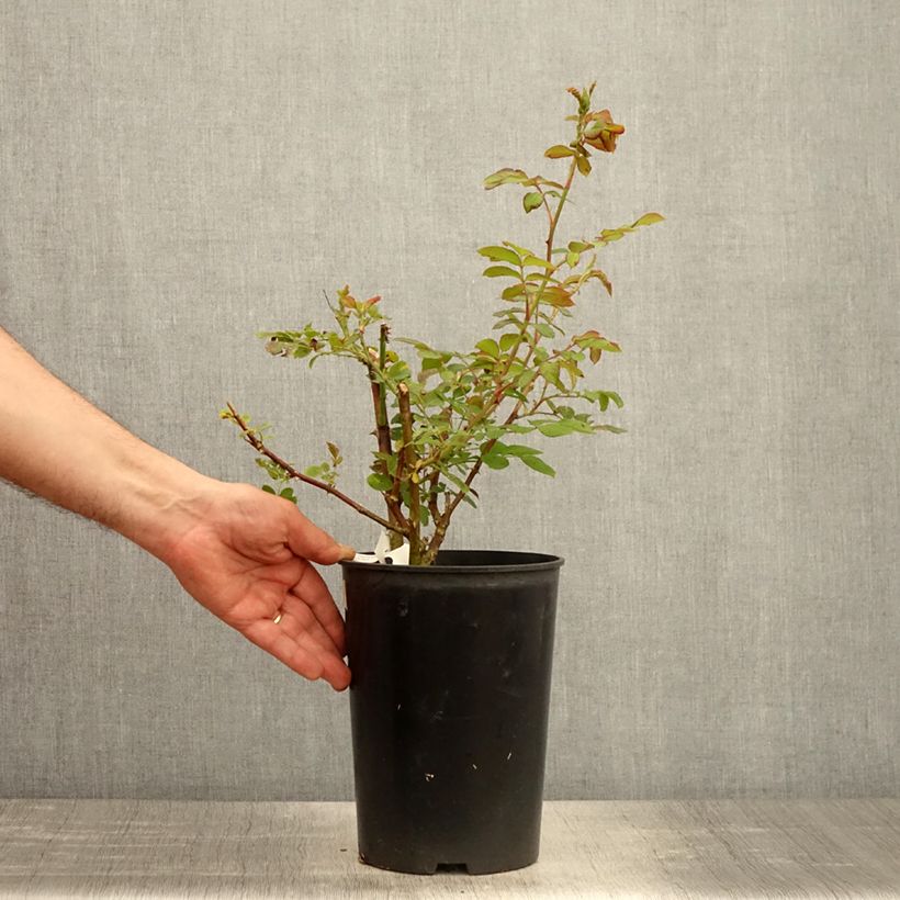 Example of Rosa moscata Chateau de Munsbach Vaso da 4L/5L as you get in printemps