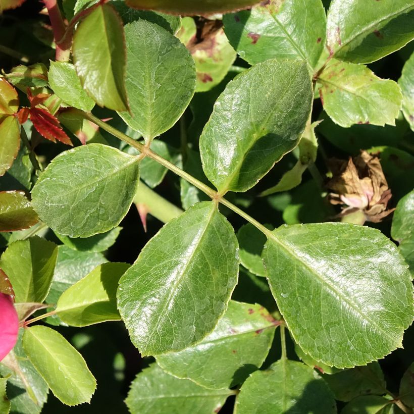 Rosa Deborah Meillandecor (Foliage)