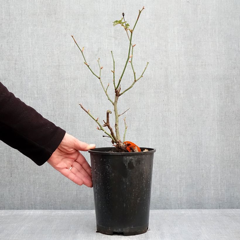 Example of Rosa Deborah Meillandecor Vaso da 4L/5L as you get in hiver