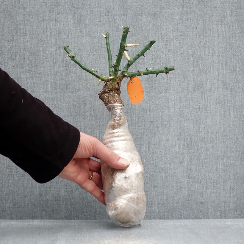 Example of Rosa Deborah Meillandecor Zolla a radice nuda as you get in hiver