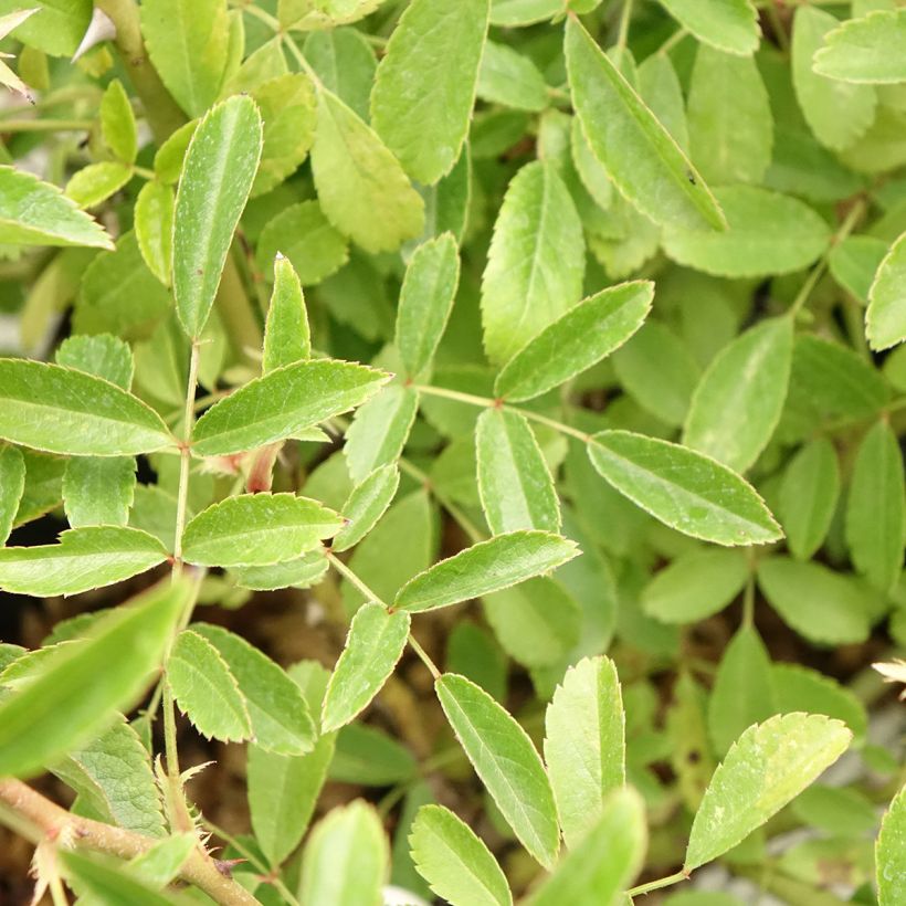 Rosa moscata Diamant Rose LENdiro (Fogliame)
