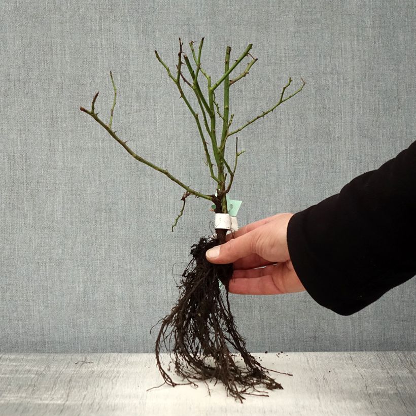 Example of Rosa Douceur Normande Piante piccole a radice nuda as you get in hiver