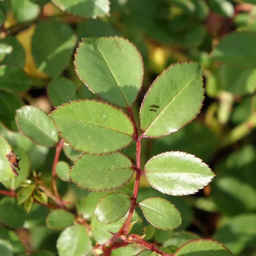 Rosa Douceur Normande (Foliage)